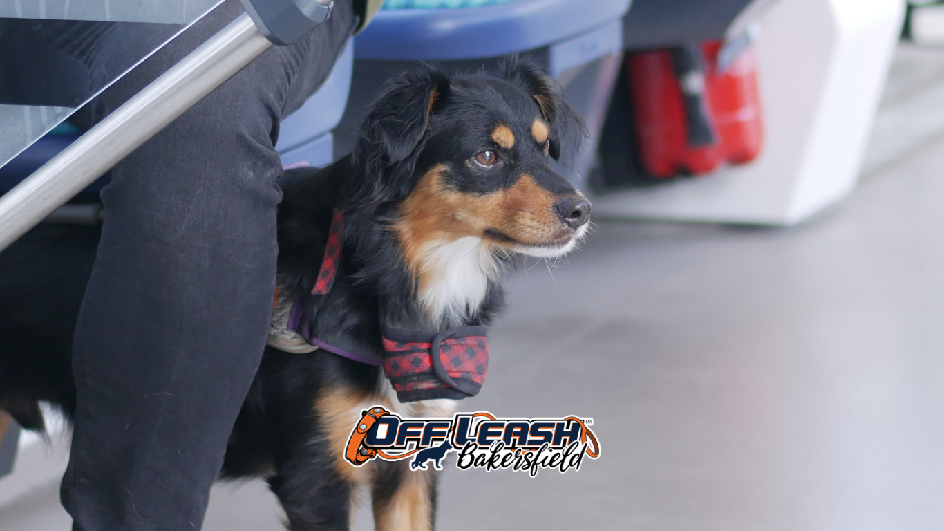 Creating a Dog Who Can Wait Calmly in the Car