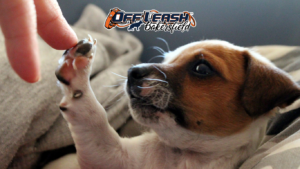 Sudden Touch: Understanding Your Dog’s Reaction