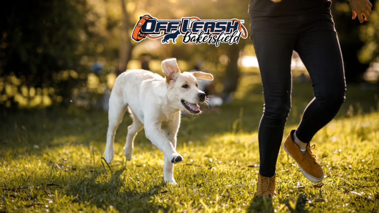 People Wearing Hats or Backpacks: Fear, Reactivity, and Training Solutions