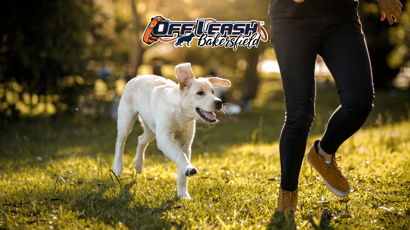 People Wearing Hats or Backpacks: Fear, Reactivity, and Training Solutions