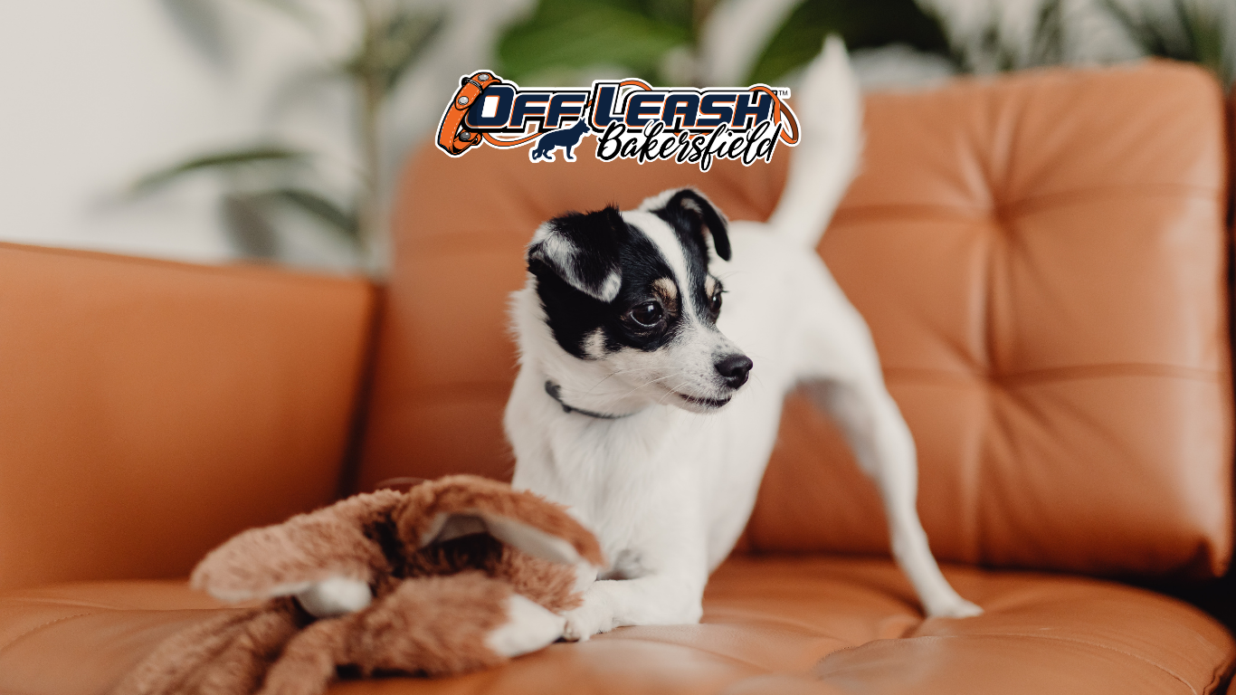 Household Chores: How to Teach Your Dog to Stay Calm at Home