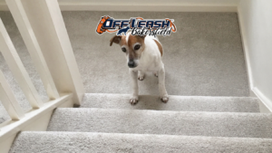 Dogs Afraid of Stairs: Helping Your Dog Feel Safe and Confident