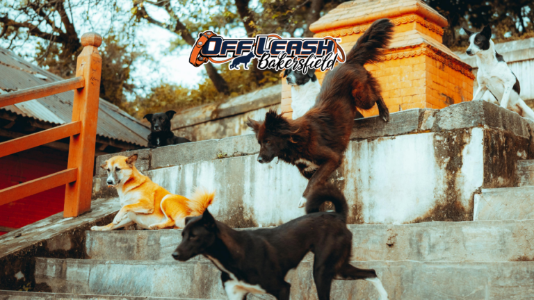 Dogs Afraid of Stairs: Helping Your Dog Feel Safe and Confident