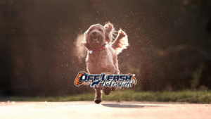 Weather Changes: Helping Your Dog Maintain Focus Outdoors