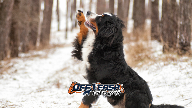 Weather Changes: Helping Your Dog Maintain Focus Outdoors