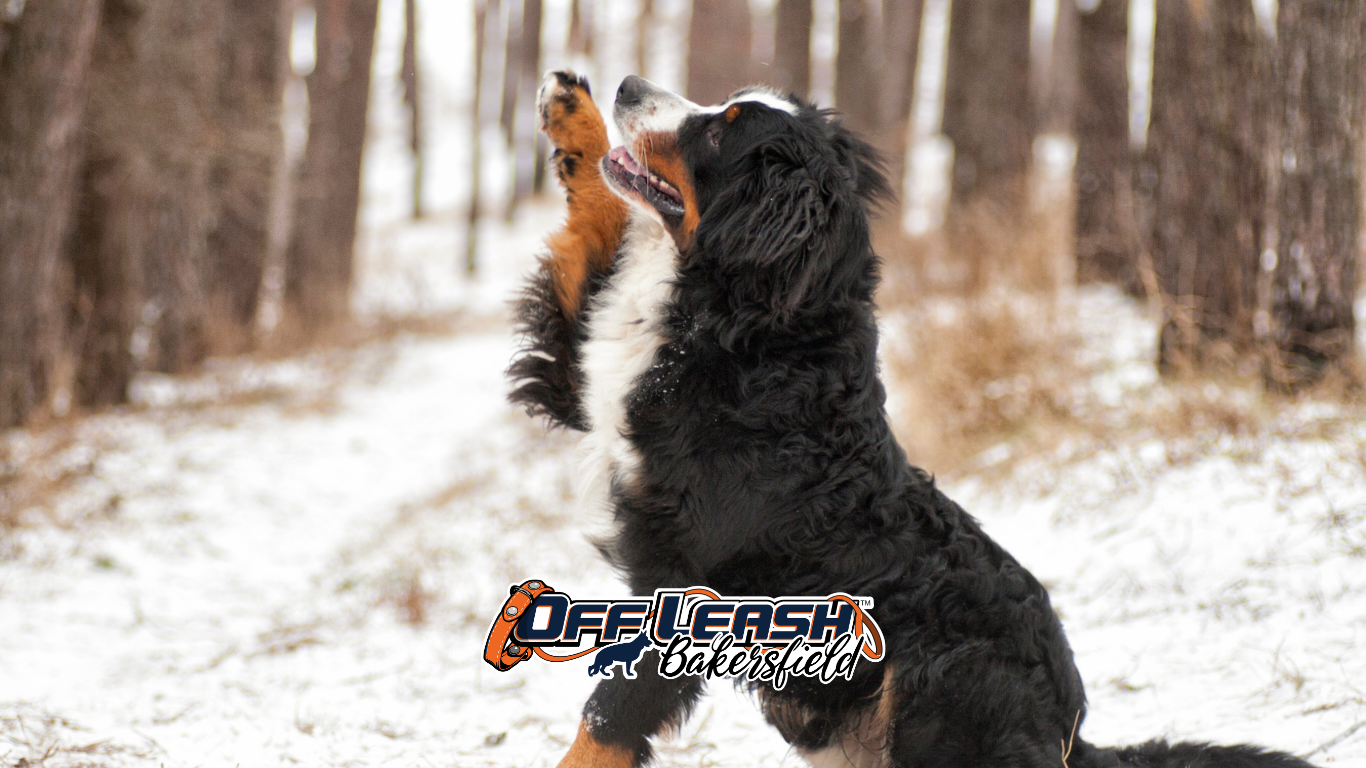 Weather Changes: Helping Your Dog Maintain Focus Outdoors