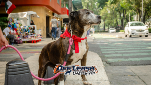 Dog Anxiety Around Moving Vehicles: Teaching Calm Behavior Safely