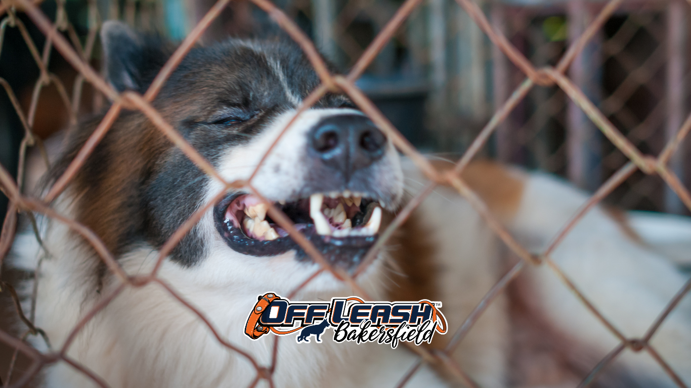 Delivery Calmness: Teaching Your Dog to Stay Relaxed During Drop-Offs