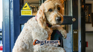 Places and Stays: Why Your Dog Can’t Hold Position in New Locations