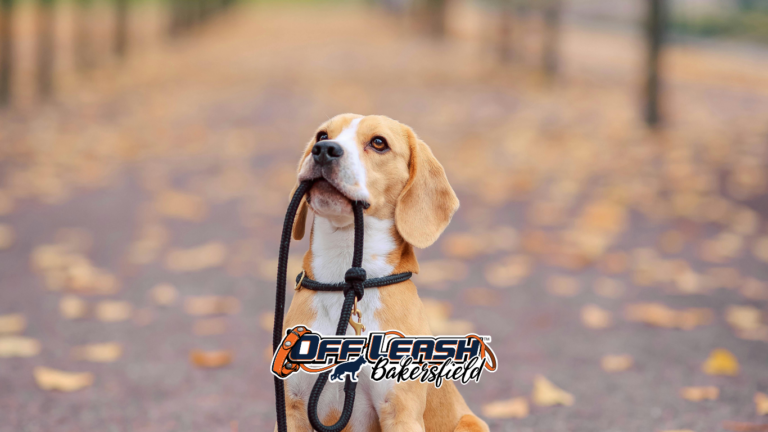 Places and Stays: Why Your Dog Can’t Hold Position in New Locations