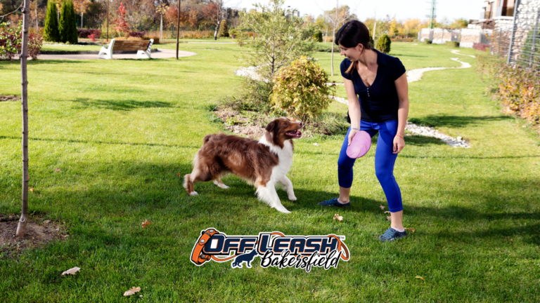Over-Arousal in Dogs: Managing Fetch Excitement and Impulse Control