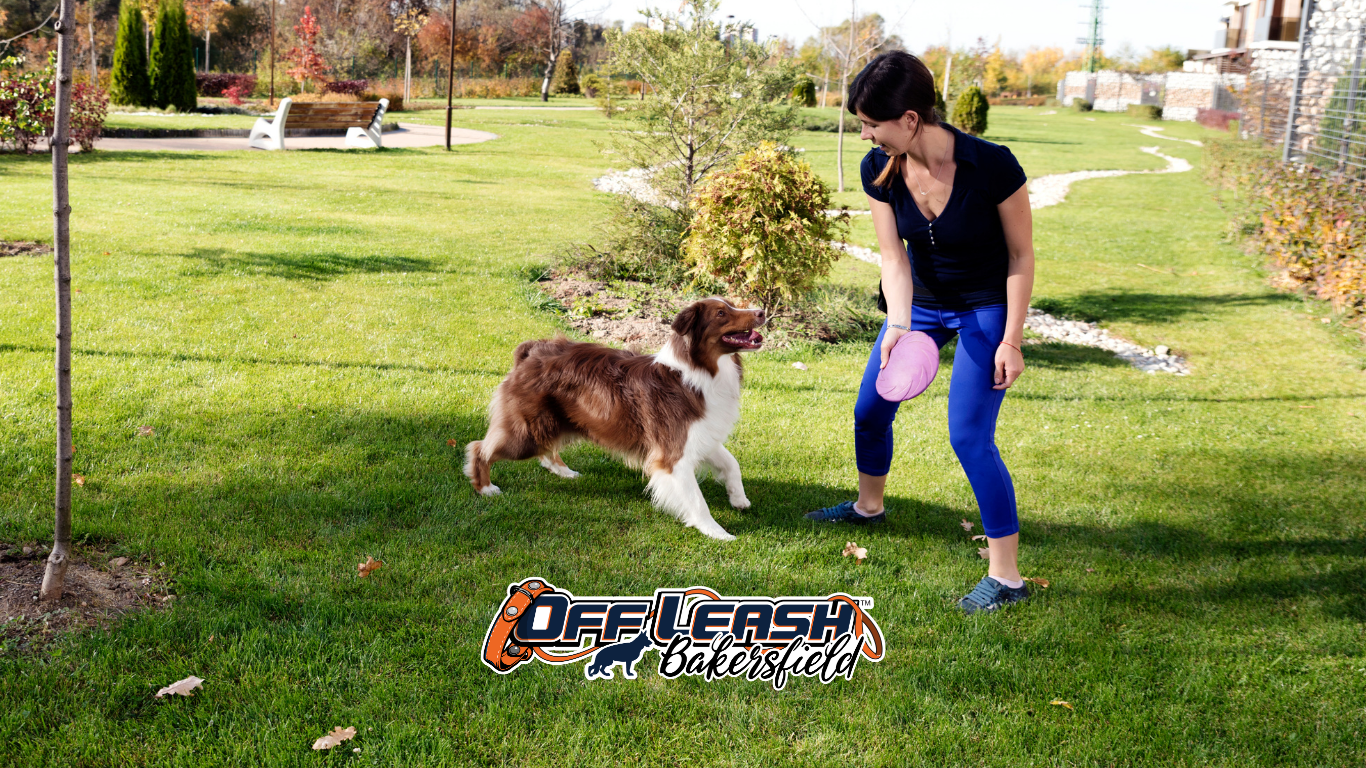Over-Arousal in Dogs: Managing Fetch Excitement and Impulse Control