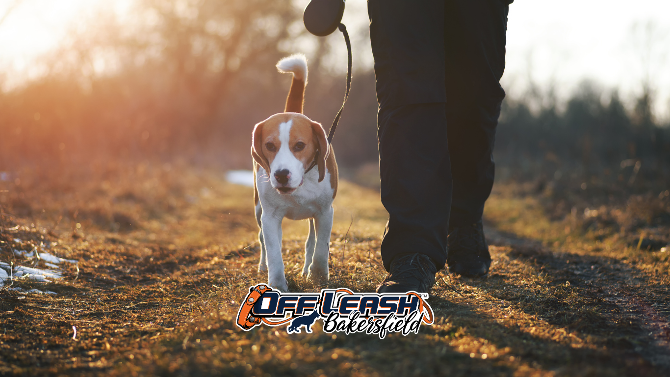 Triggers: Teaching Dogs to Walk Past Them Calmly