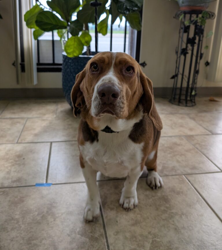 Fredrick | Beagle | Bakersfield, CA