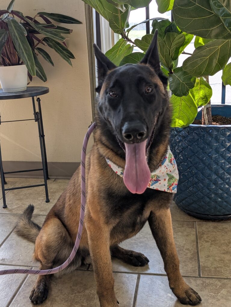Starfire | Belgian Malinois | Bakersfield, CA