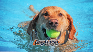 heart-health-dog-fitness-through-play-and-fetch