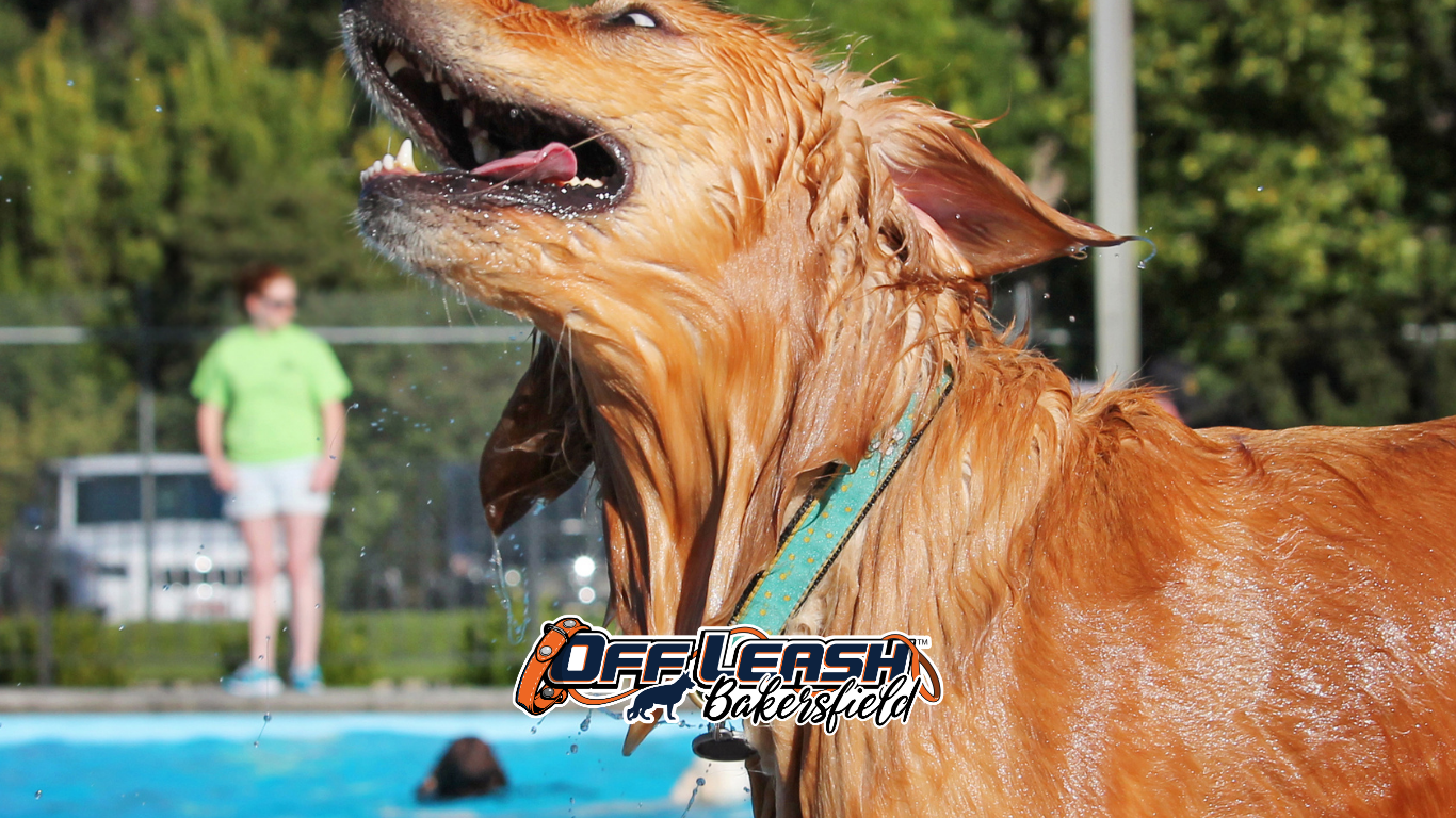 heart-health-dog-fitness-through-play-and-fetch