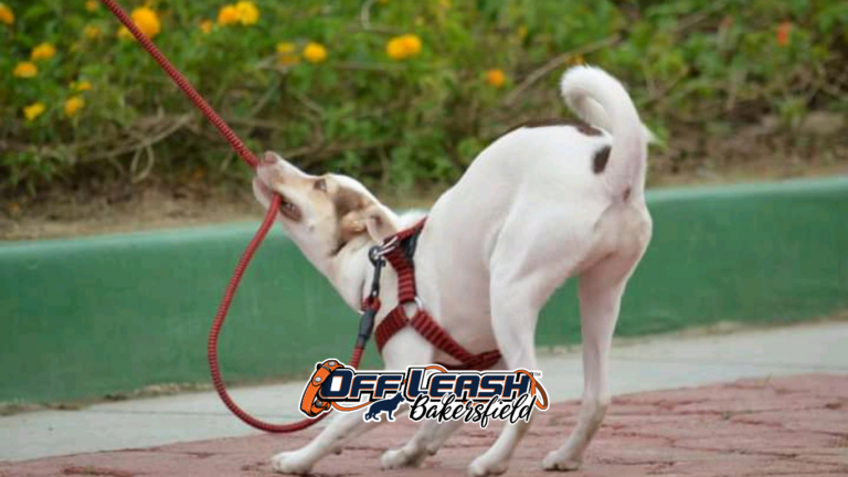 Leash Reactivity: How to Stop It Before It Starts