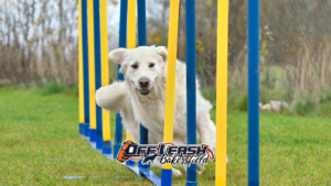 board & train Bakersfield