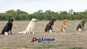 board & train Bakersfield