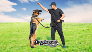 Dog Trainer Near Me: How to Find the Best Local Training for Your Dog