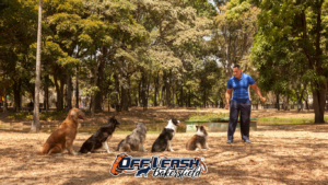 Dog Trainer Near Me: How to Find the Best Local Training for Your Dog