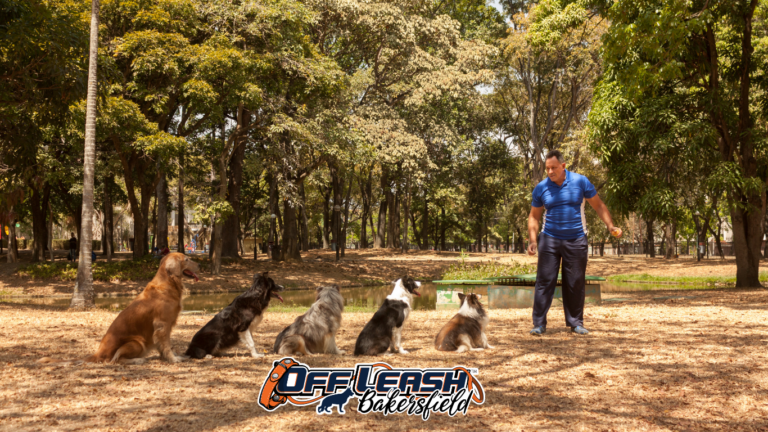 Dog Trainer Near Me: How to Find the Best Local Training for Your Dog