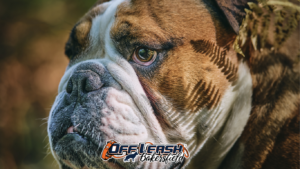 Dog obedience training in Bakersfield