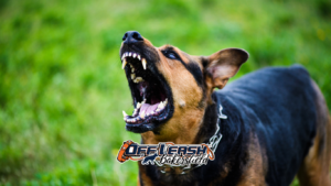 Aggressive dog training Bakersfield
