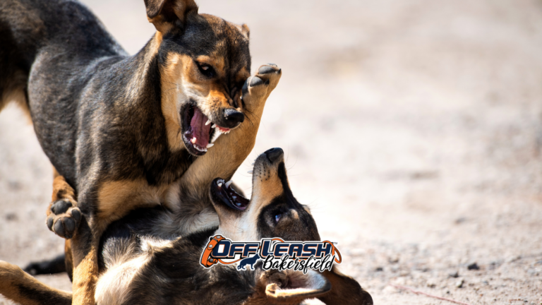 Aggressive dog training Bakersfield