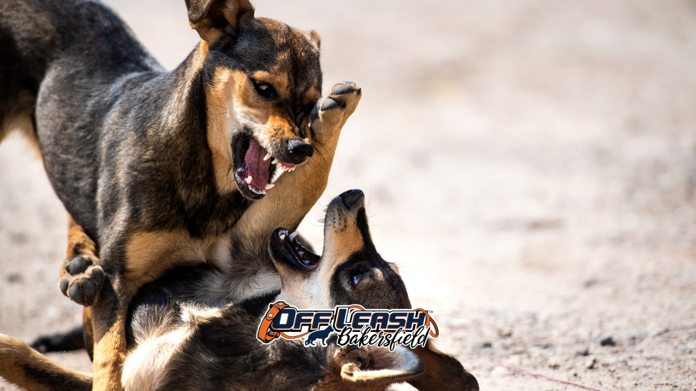 Aggressive dog training Bakersfield