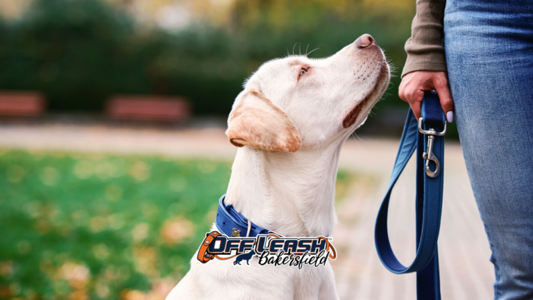 Off-leash dog training near me