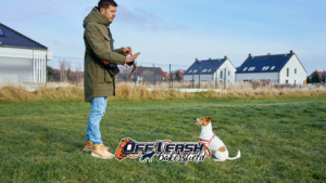 Dog behavior modification training