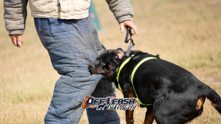 Dog behavior modification training