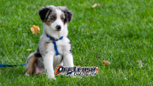 Puppy potty training near me