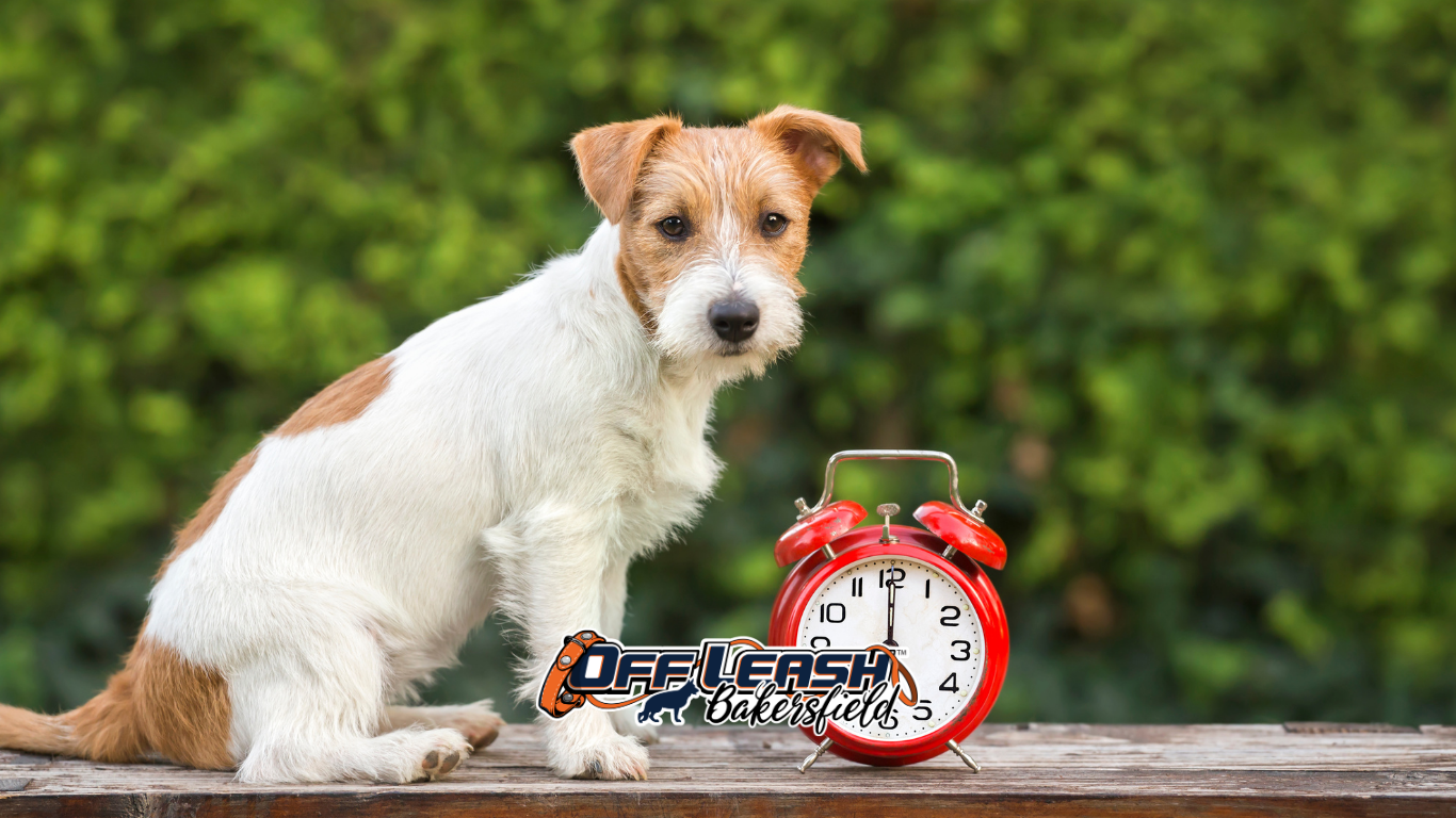 Puppy potty training near me