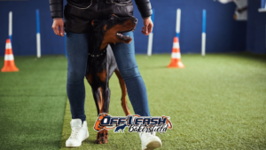 Certified dog trainer near me