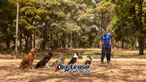 Certified dog trainer near me