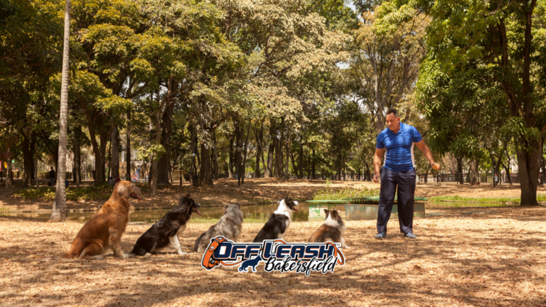 Certified dog trainer near me