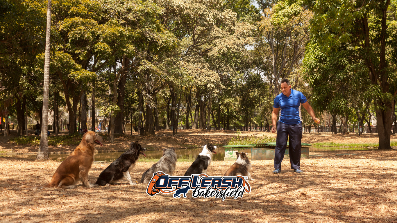 Certified dog trainer near me