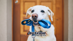 Private in home dog trainer