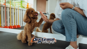 Private in home dog trainer