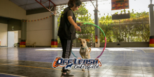 Signs you need a professional dog trainer