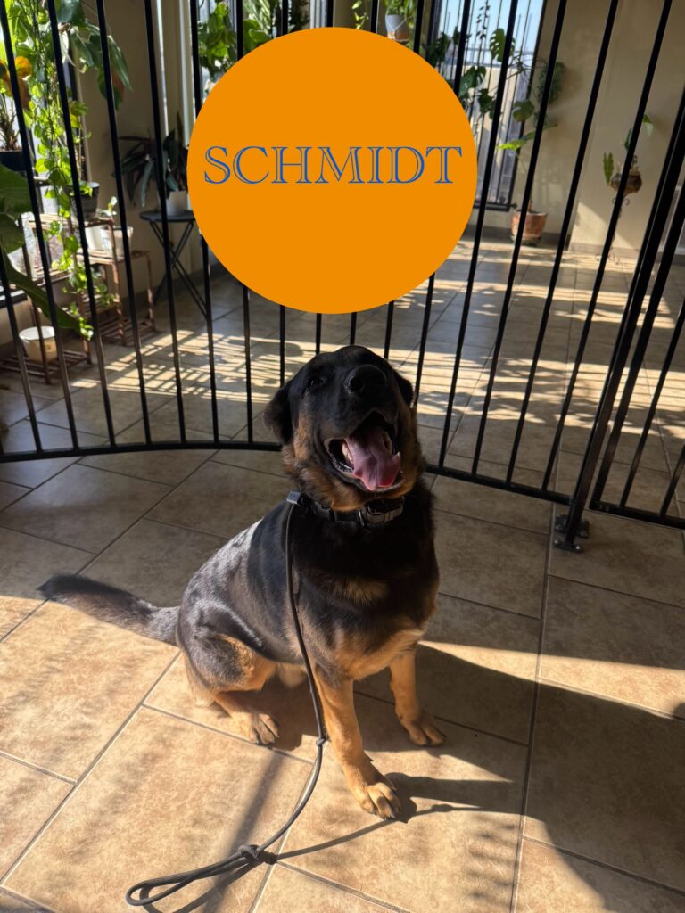 SCHMIDT | GERMAN SHEPHERD | BAKERSFIELD, CALIFORNIA