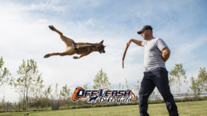 Adopted Dog Training | Professional Training for Adopted Dogs