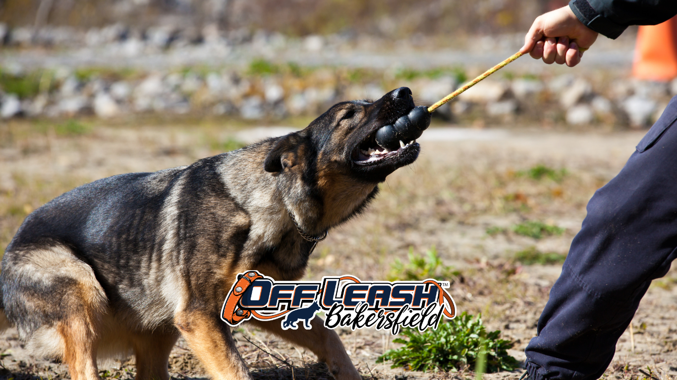 Adopted Dog Training | Professional Training for Adopted Dogs