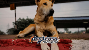 Dominance behavior in dogs training