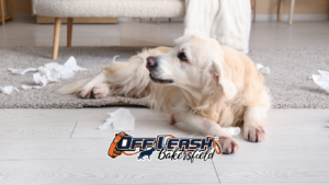 Why Is My Dog Peeing in the House?