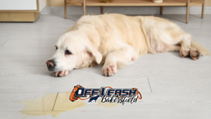 Why Is My Dog Peeing in the House?