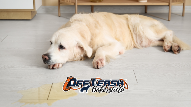 Why Is My Dog Peeing in the House?